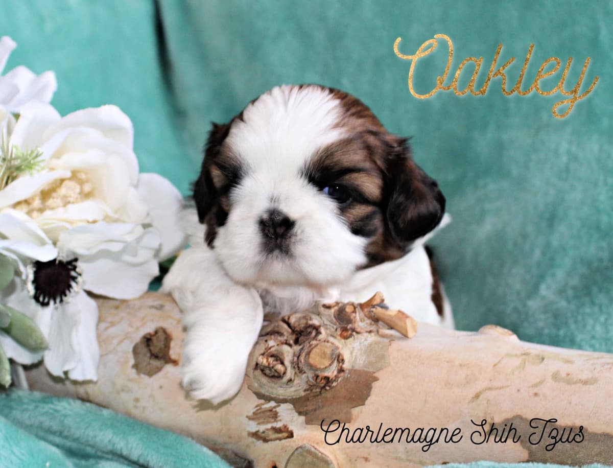 Champion Shih Tzu Puppies breeder image 16