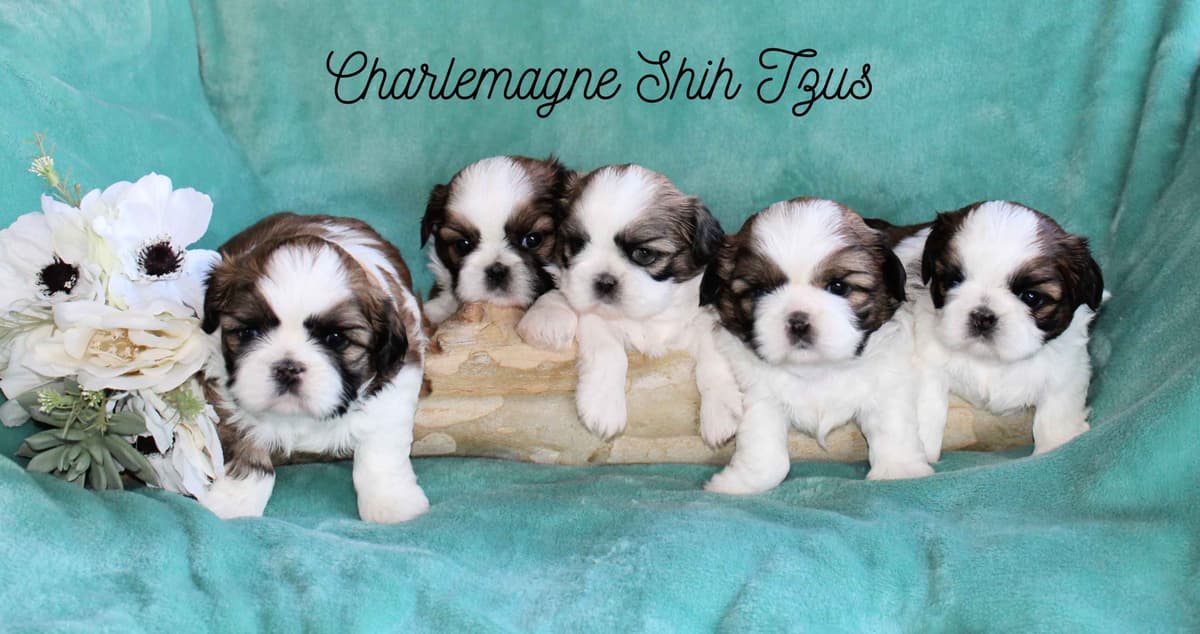 Champion Shih Tzu Puppies breeder image 17