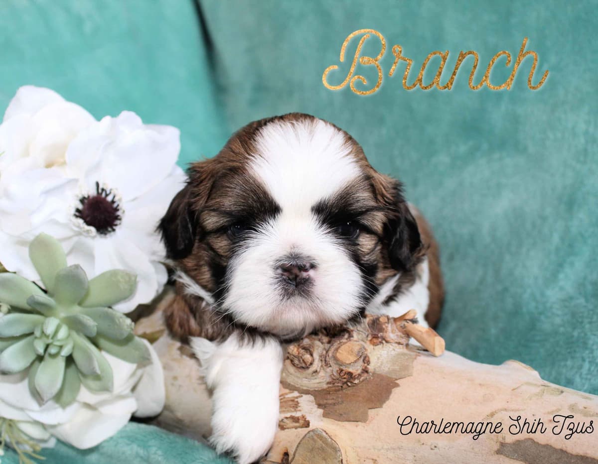 Champion Shih Tzu Puppies breeder image 18