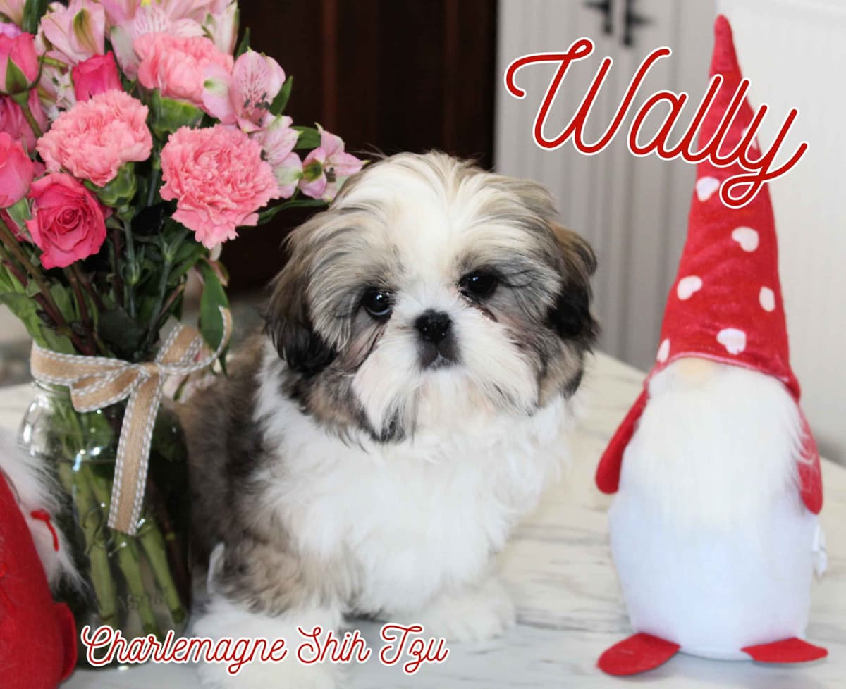 Champion Shih Tzu Puppies breeder image 22