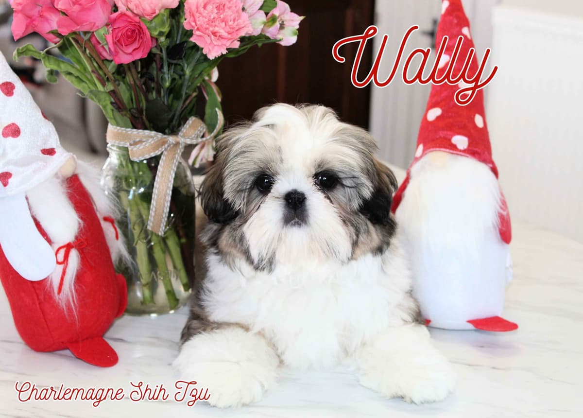 Champion Shih Tzu Puppies breeder image 19