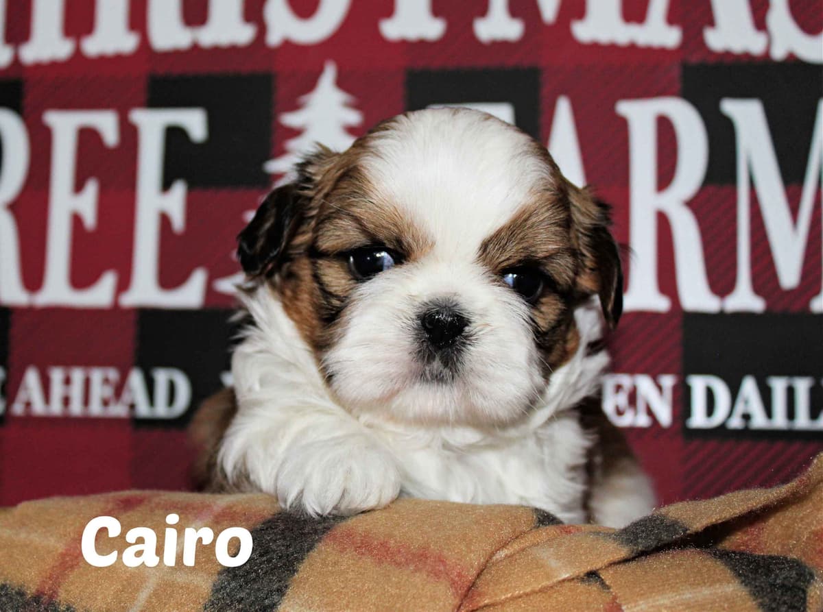 Champion Shih Tzu Puppies breeder image 21