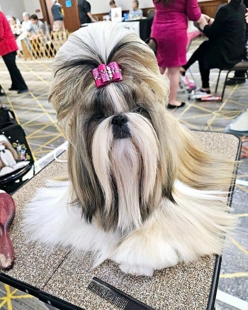 Champion Shih Tzu Puppies breeder image 23