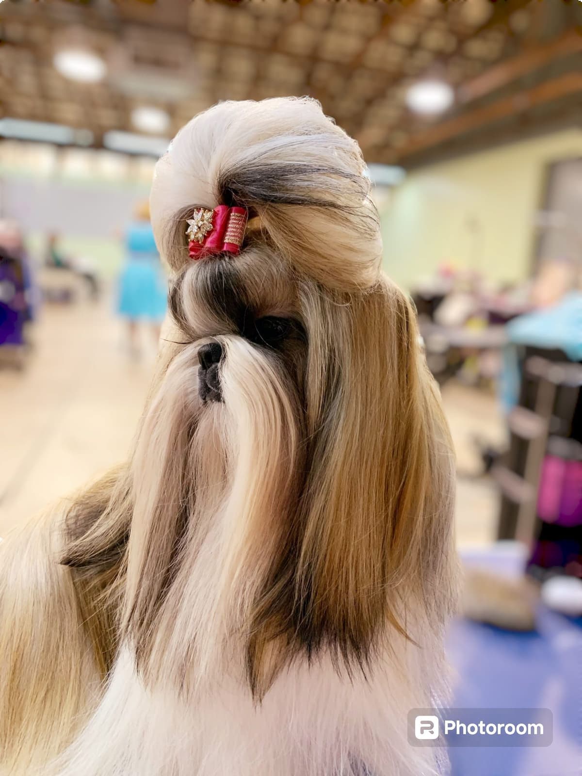 Champion Shih Tzu Puppies breeder image 25