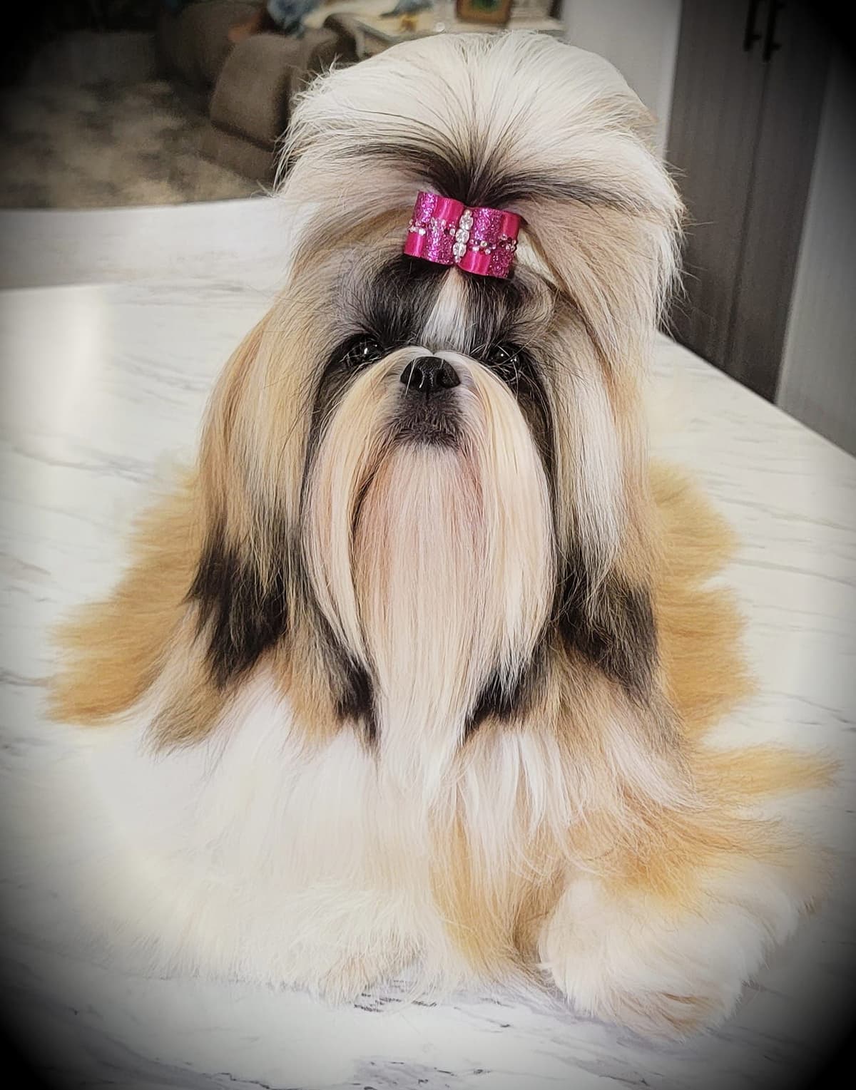 Champion Shih Tzu Puppies breeder image 28