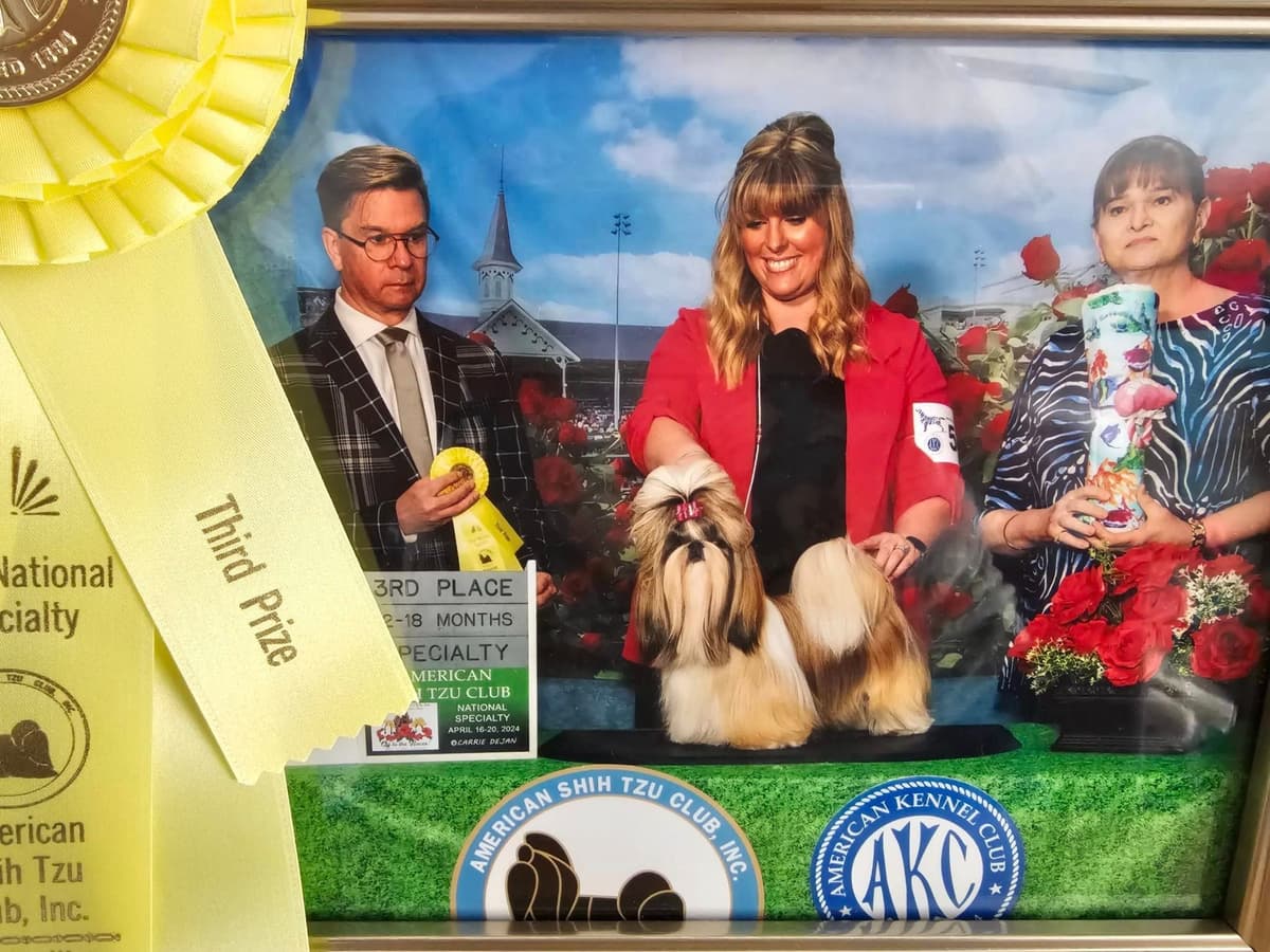Champion Shih Tzu Puppies breeder image 26