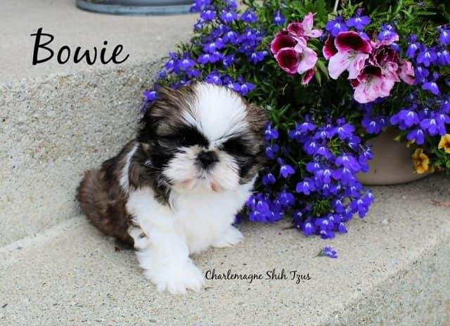 Champion Shih Tzu Puppies media 6