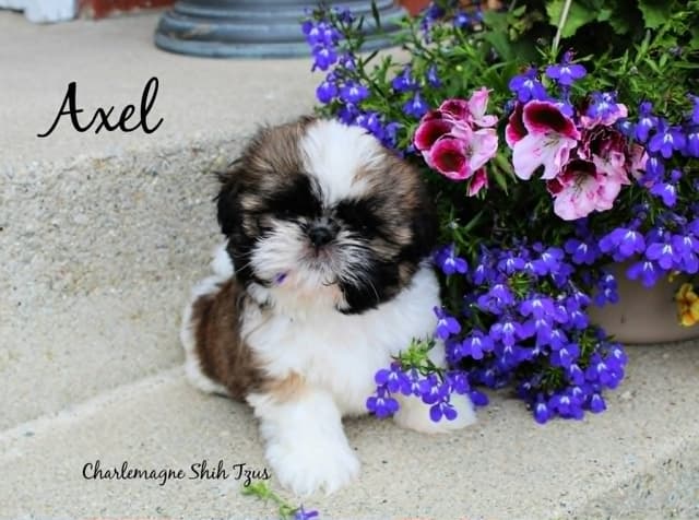 Champion Shih Tzu Puppies media 5