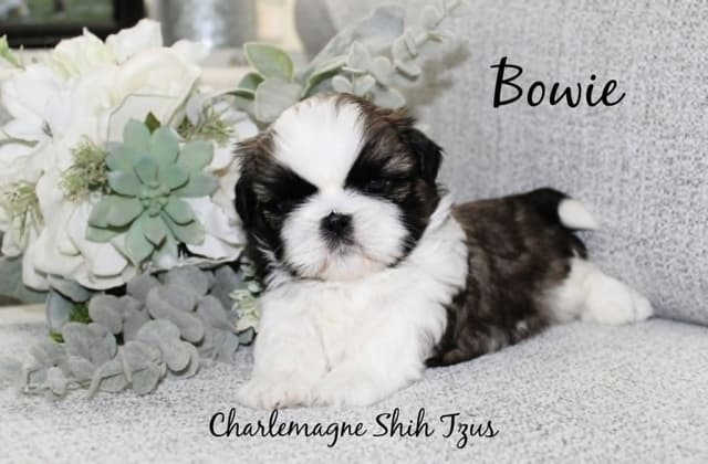 Champion Shih Tzu Puppies media 8