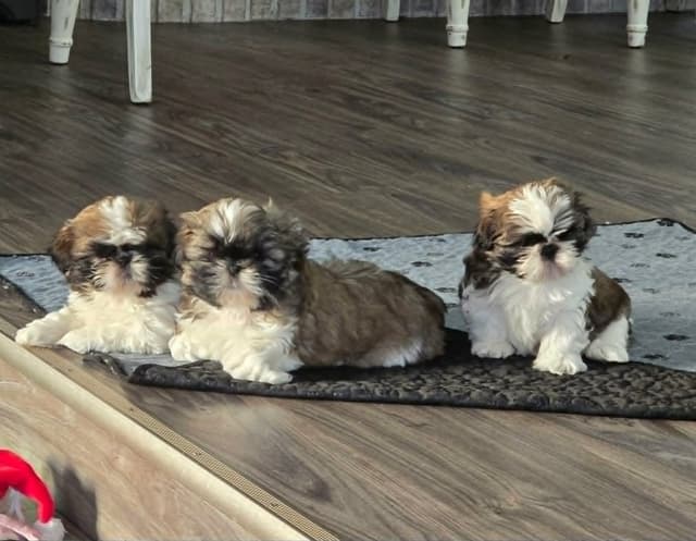 Champion Shih Tzu Puppies media 9