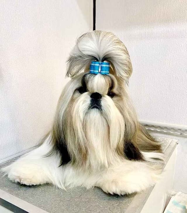Champion Shih Tzu Puppies media 10