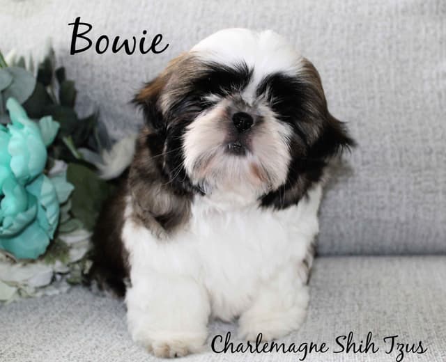Champion Shih Tzu Puppies media 11
