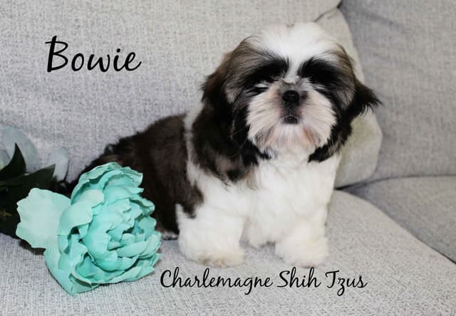 Champion Shih Tzu Puppies media 12