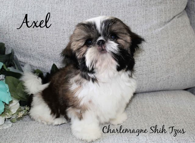 Champion Shih Tzu Puppies media 15