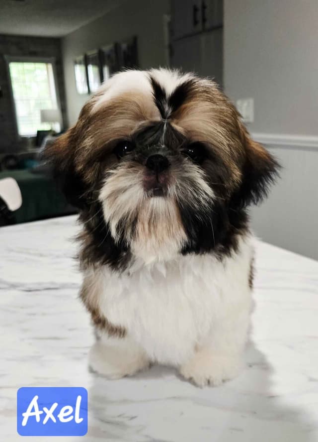 Champion Shih Tzu Puppies media 16