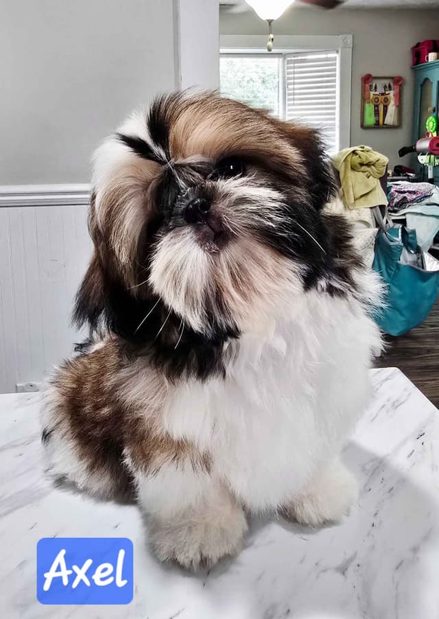 Champion Shih Tzu Puppies media 3