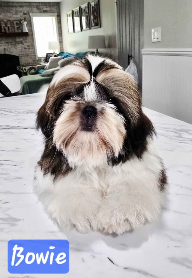 Champion Shih Tzu Puppies media 4