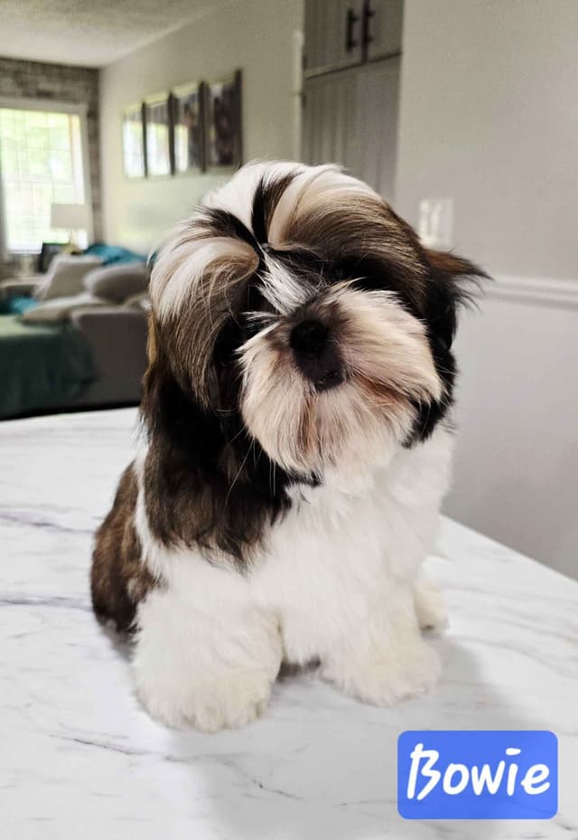 Champion Shih Tzu Puppies media 18