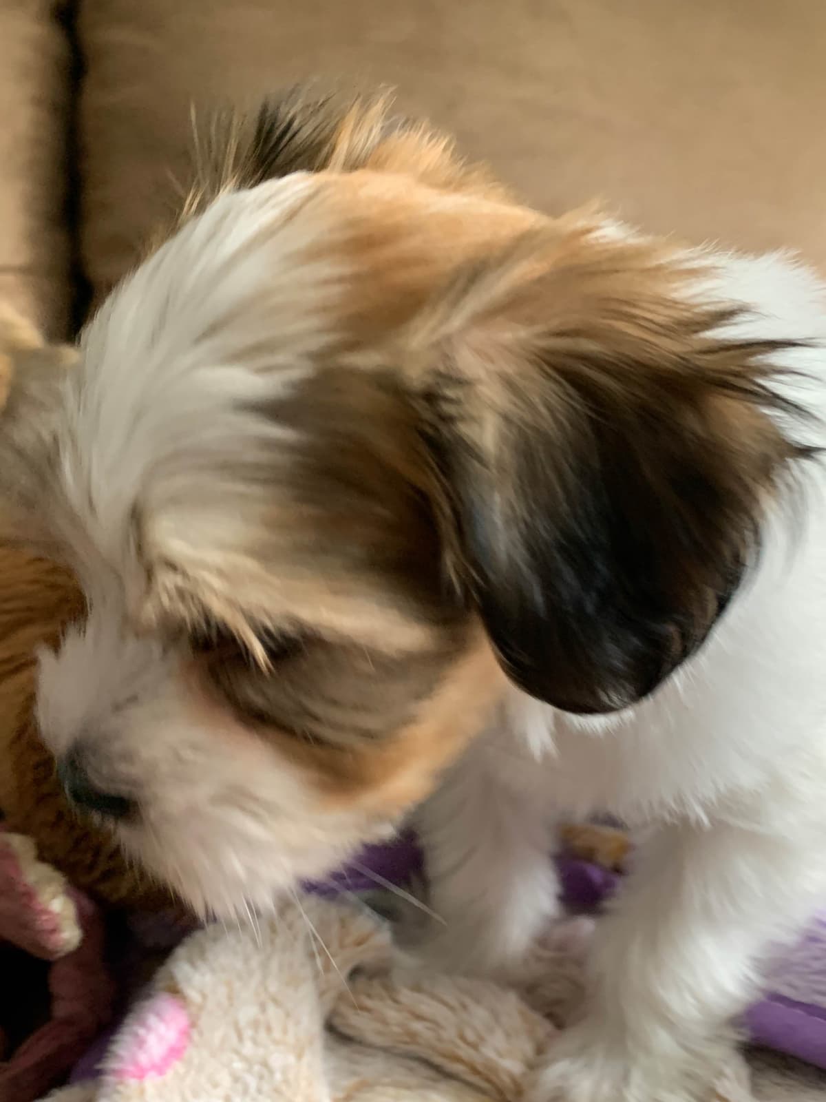 Havanese Puppies breeder image 1