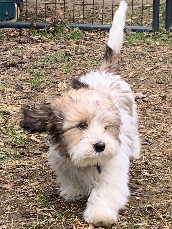 Havanese Puppies media 3