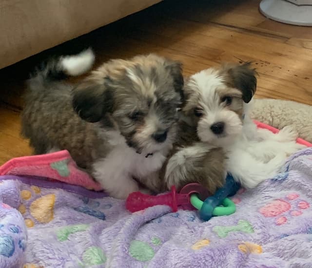 Havanese Puppies media 4