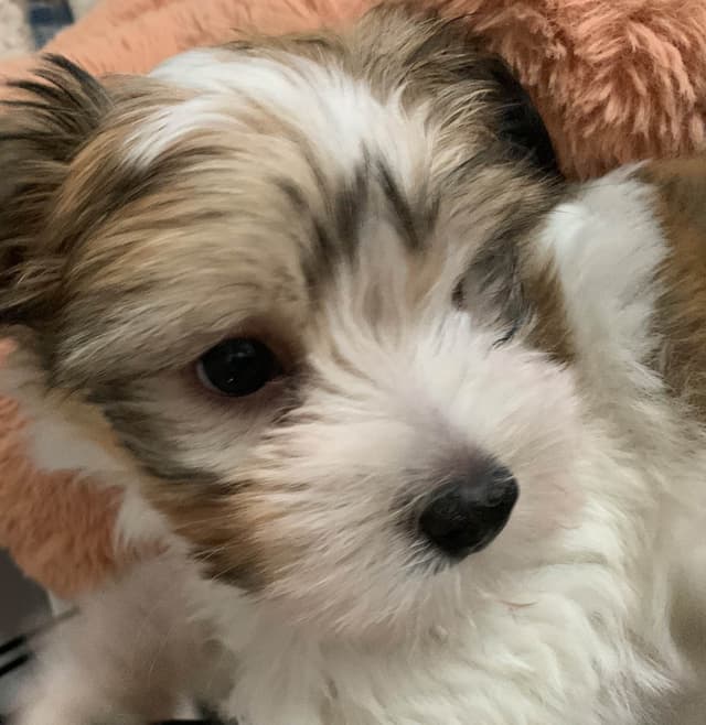Havanese Puppies media 5
