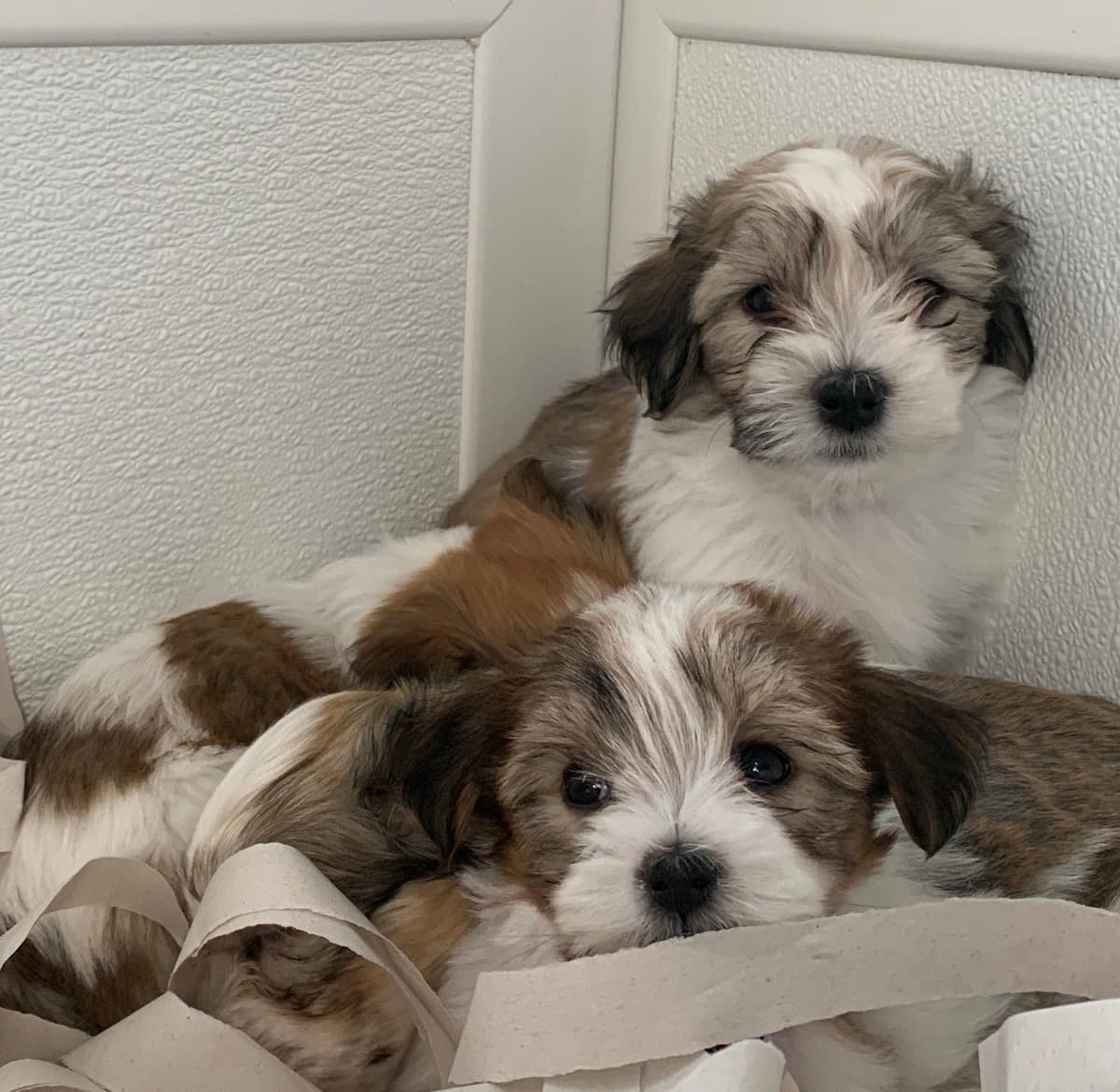 Havanese Puppies breeder image 3