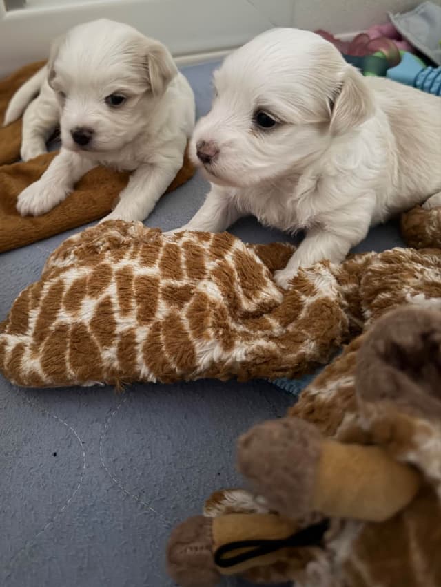 Havanese Puppies media 6