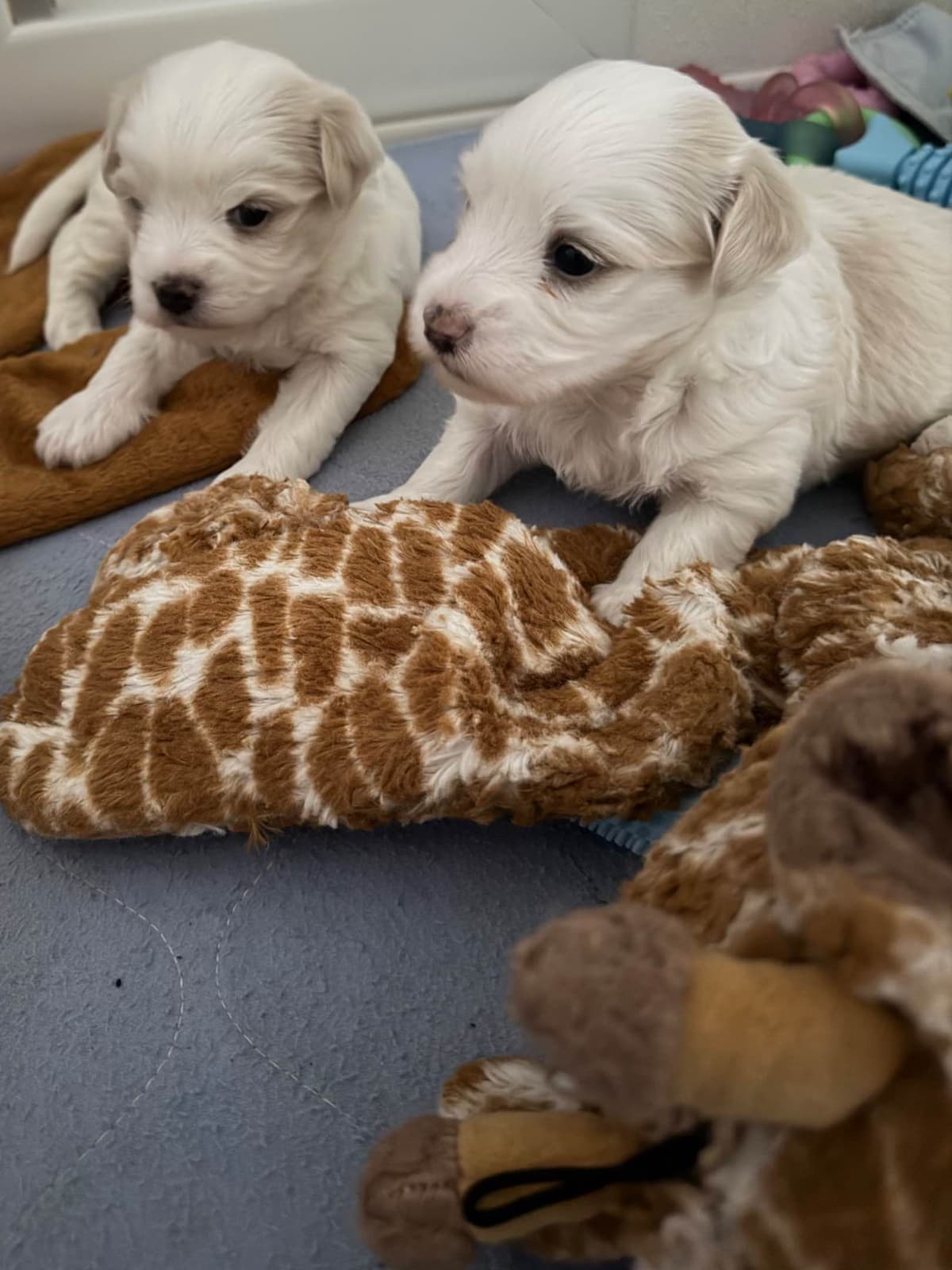 Havanese Puppies breeder image 5