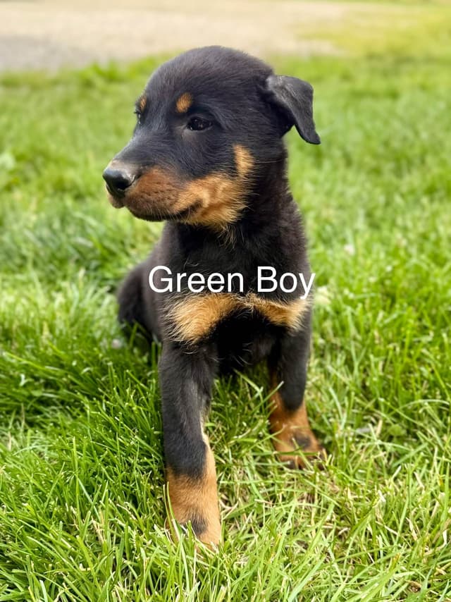 Black and Rust Beauceron Puppies media 2