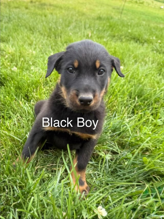Black and Rust Beauceron Puppies media 3