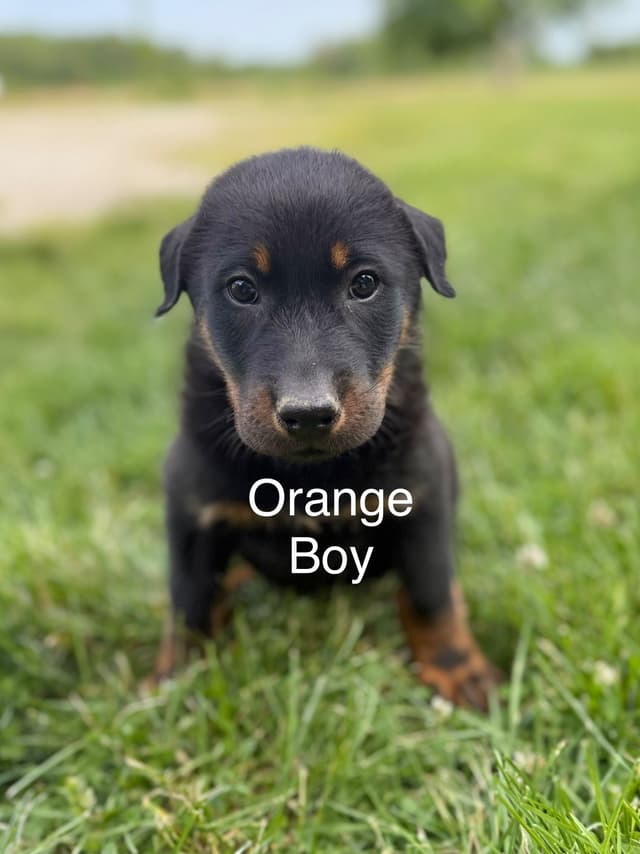Black and Rust Beauceron Puppies media 4