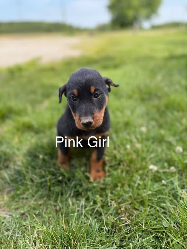 Black and Rust Beauceron Puppies media 5