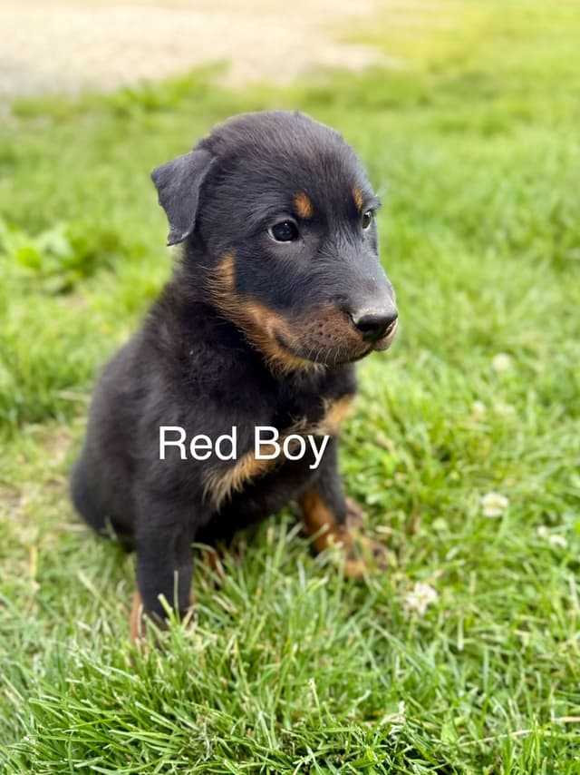 Black and Rust Beauceron Puppies media 6