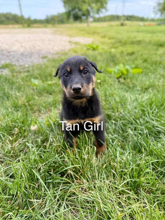 Black and Rust Beauceron Puppies media 7