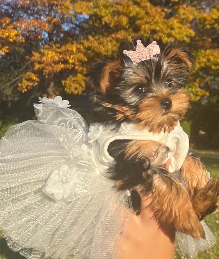 Yorkshire Terrier Puppies breeder image 1