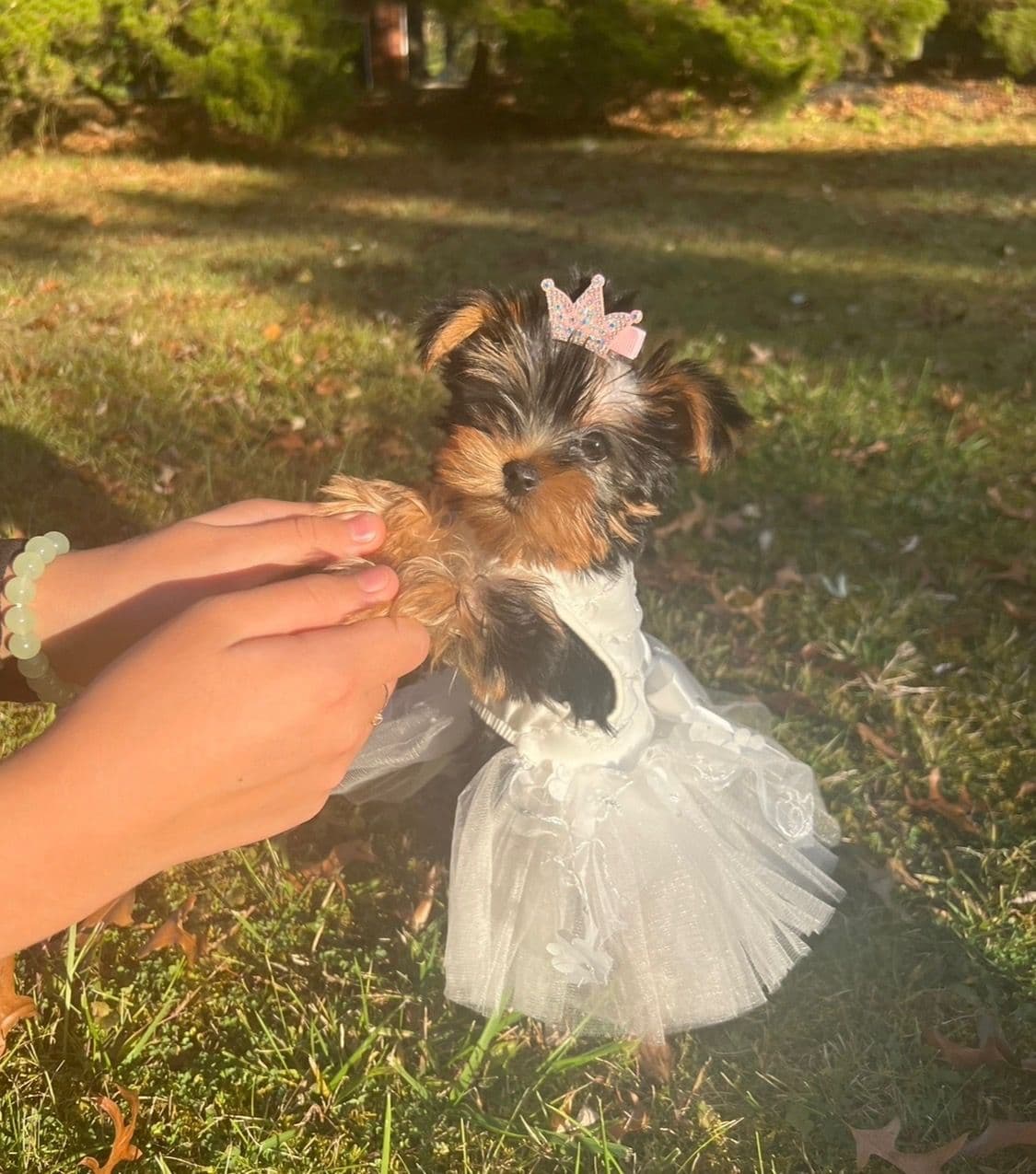 Yorkshire Terrier Puppies breeder image 2