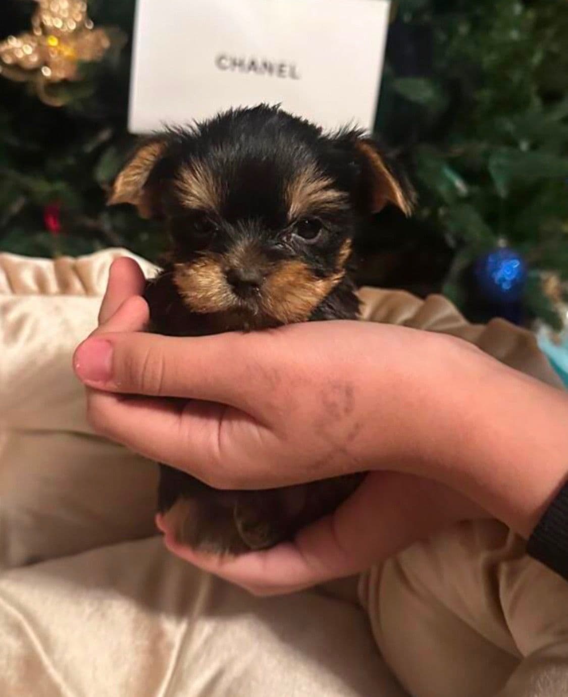 Yorkshire Terrier Puppies breeder image 3