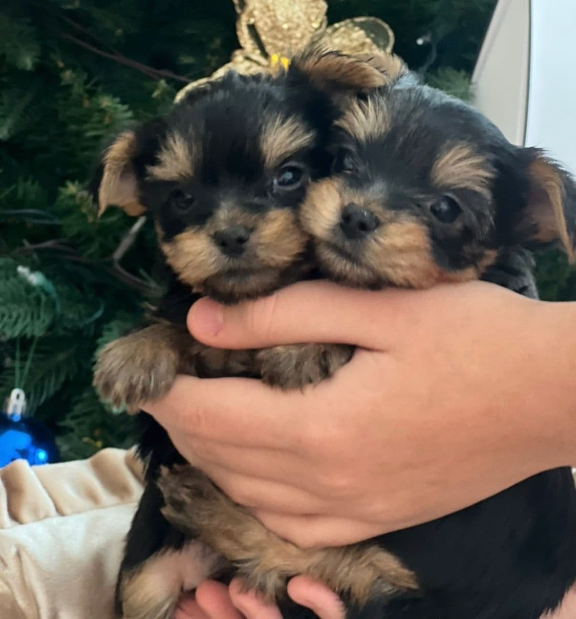 Yorkshire Terrier Puppies breeder image 4