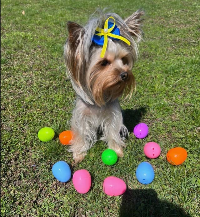 Yorkshire Terrier Puppies media 2