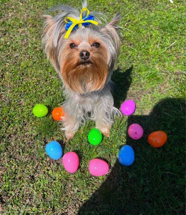 Yorkshire Terrier Puppies media 3