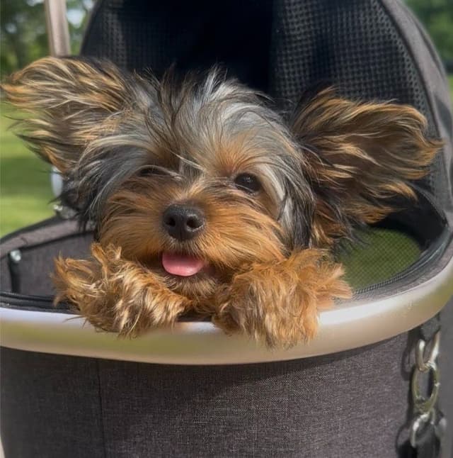 Yorkshire Terrier Puppies media 6