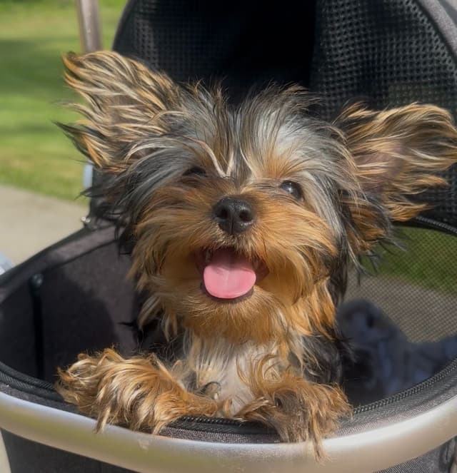 Yorkshire Terrier Puppies media 7