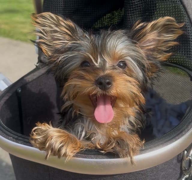 Yorkshire Terrier Puppies media 8