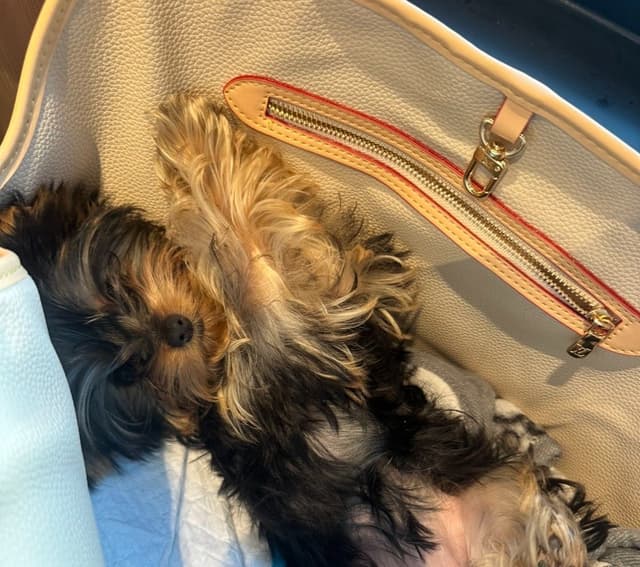 Yorkshire Terrier Puppies media 9