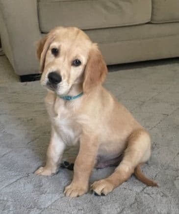 Golden Retriever Puppies breeder image 1