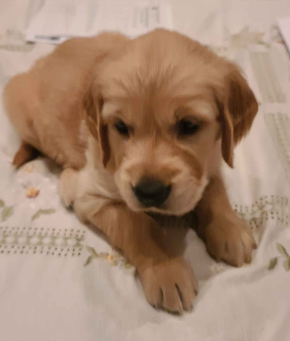 Golden Retriever Puppies breeder image 2