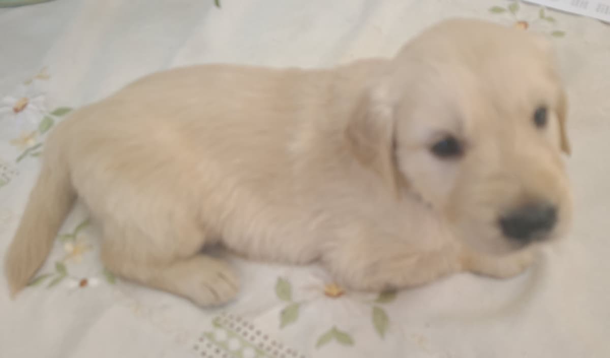 Golden Retriever Puppies breeder image 3
