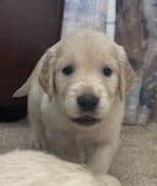 Golden Retriever Puppies breeder image 4