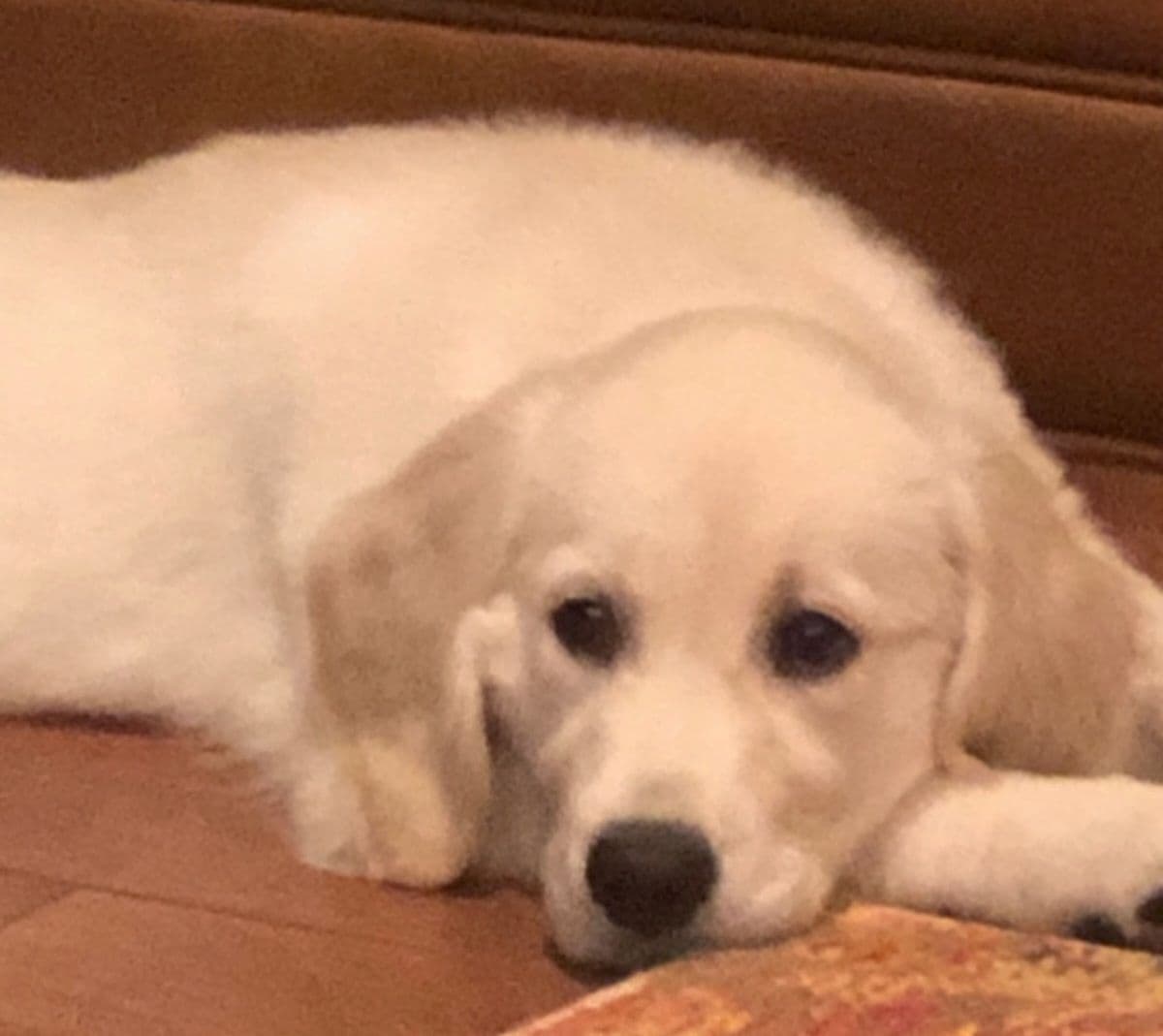 Golden Retriever Puppies breeder image 5
